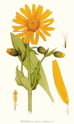 Arnica_montana.jpg