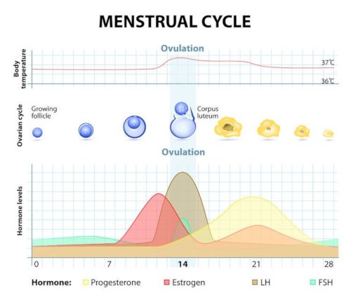 Ciclo_mestruale_ormoni.jpg