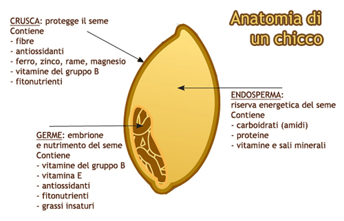 Chicco_di_grano.jpg