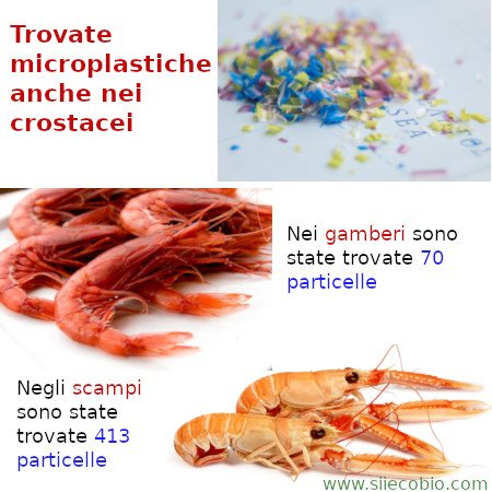 Microplastiche_gamberi_scampi.jpg