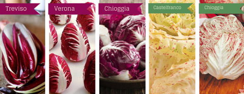 Radicchio_diverse_varieta.png