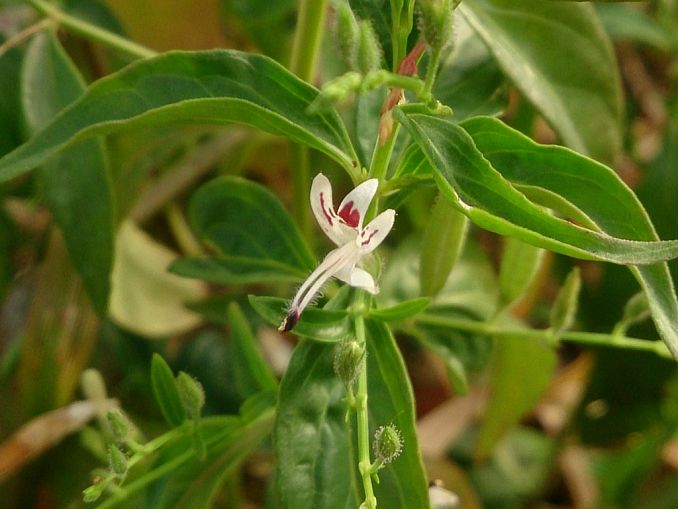 Andrographis_paniculata_antibiotico_naturale.jpg