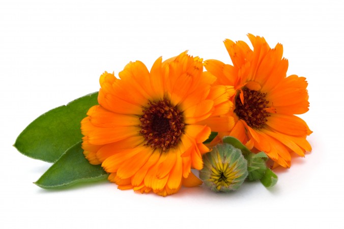 Calendula_officinalis.jpg