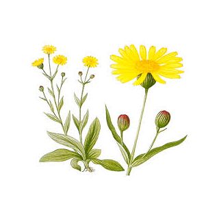 ARNICA_Heterotheca_Inuloides.jpg