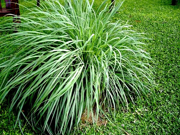 Citronella_Cymbopogon.jpg