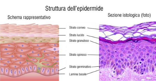 Strati_dell_epidermide.jpg