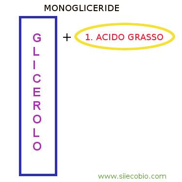 Monogliceride.jpg