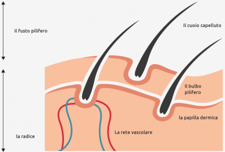 struttura_del_capello.png