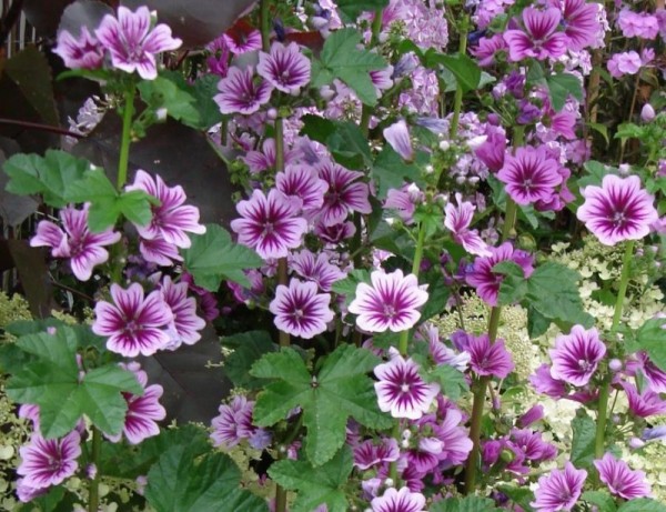 Malva_Sylvestris_Proprietà_fitoterapiche.jpg