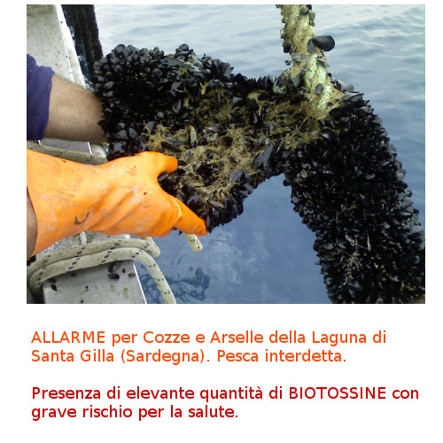 Cozze_Santa_Gilla_rischio_biotossine.jpg