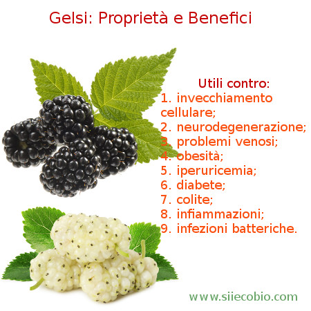 Gelsi_neri_bianchi_proprieta_benefici.jpg